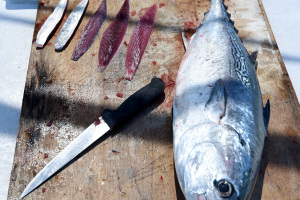 Bonito used for Cutting Strip Baits