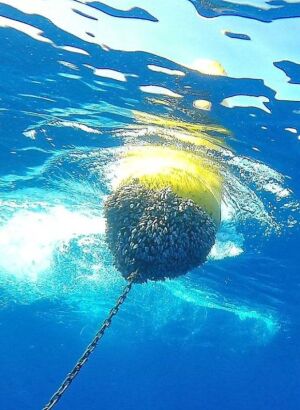 Fish Aggregating Device (FAD) in open blue ocean water