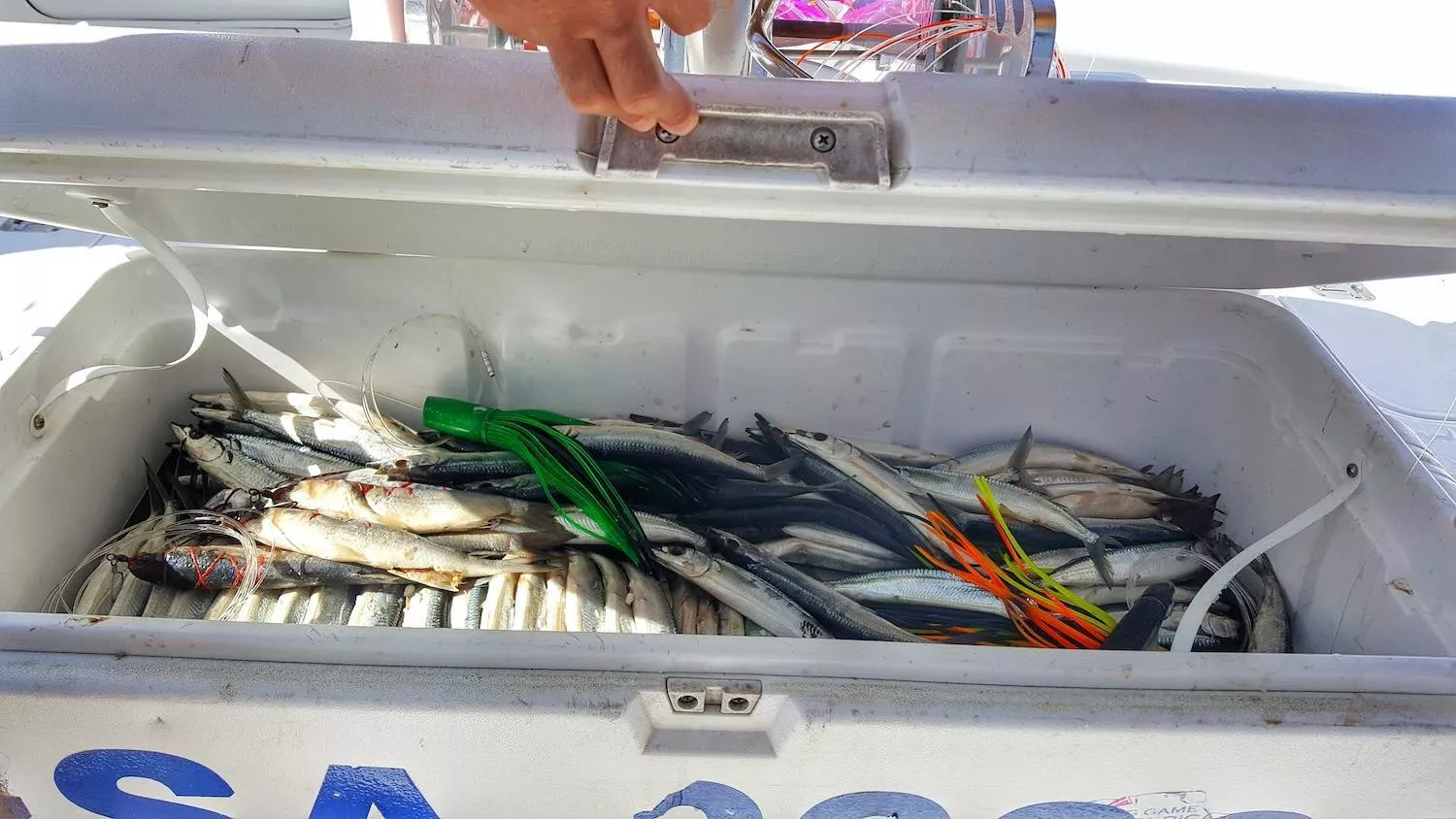large cooler full of rigged ballyhoo for sailfish fishing