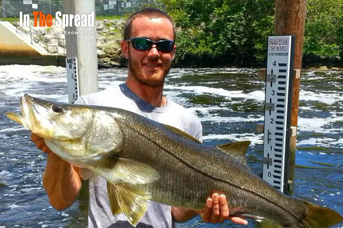 Snook caught Fishing Florida Spillways