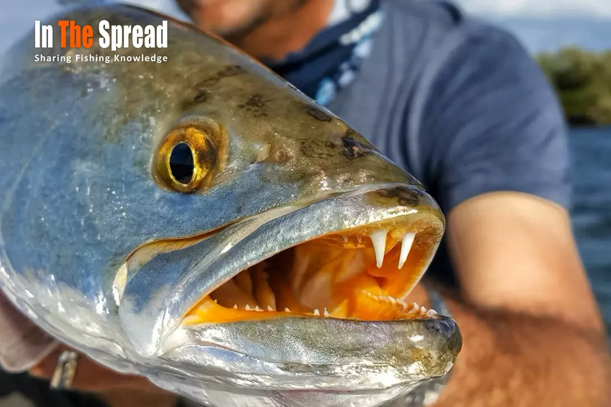 Sea Trout Fishing in the Winter being taught by William Toney
