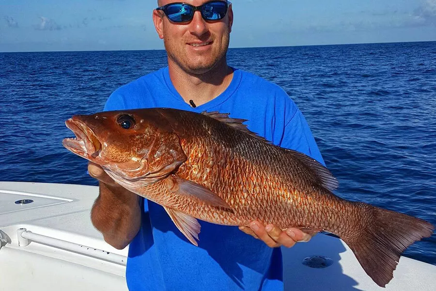 Mangrove Snapper caught in the Gulf of Mexico
