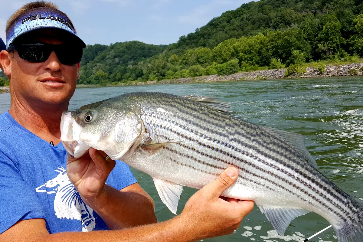 Striped Bass caught Fishing Dam Boils in Tennessee