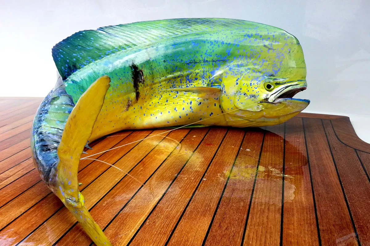 Deep Sea Fishing for Dolphin Fish around FADs