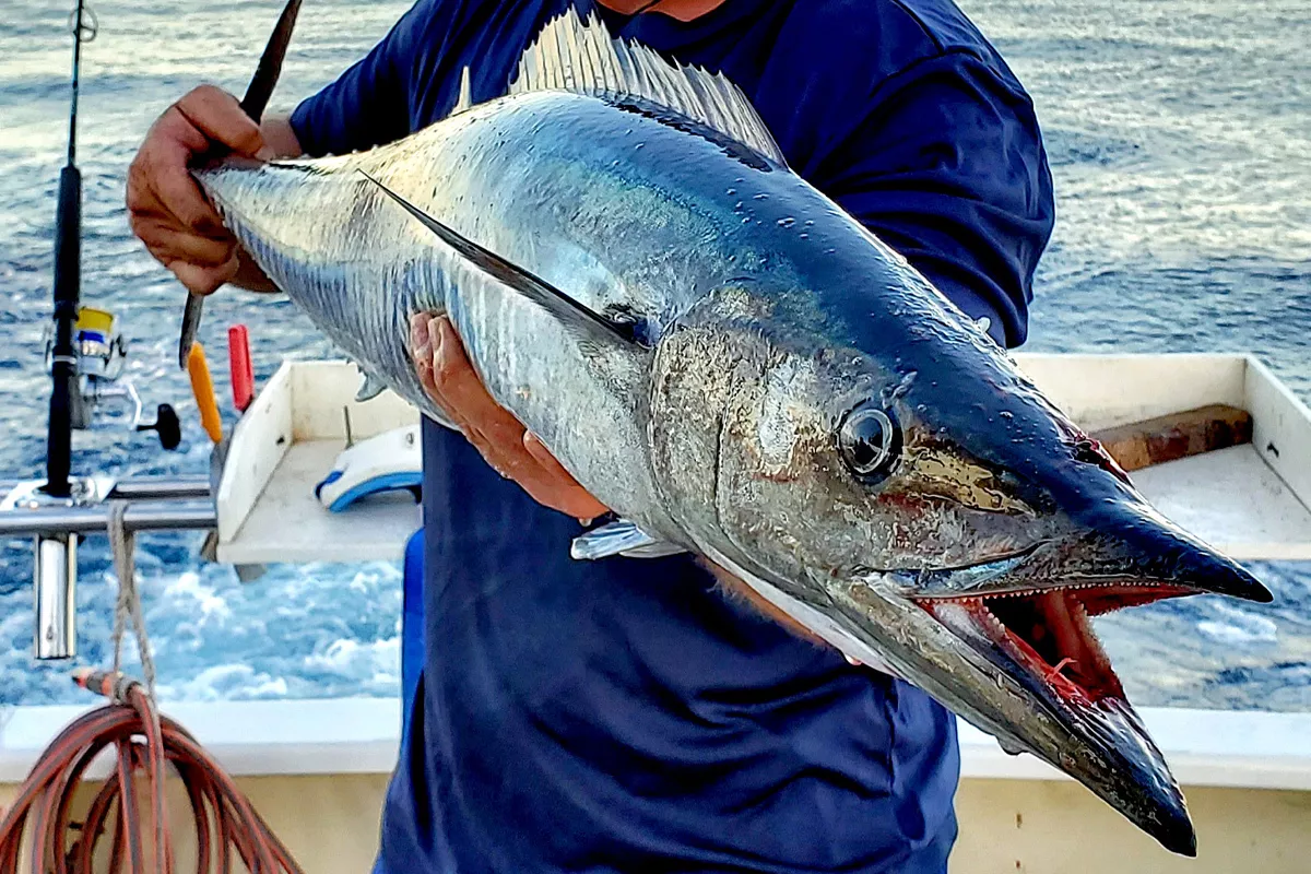 wahoo caught on a trolling plug in Western Australia