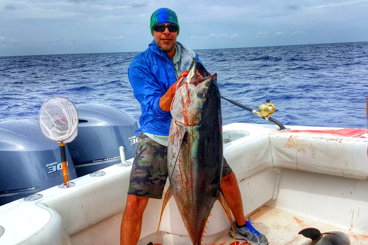 Live Chumming Yellowfin Tuna