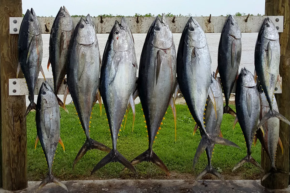 Yellowfin Tuna caught Fishing in the Gulf of Mexico off of Louisiana