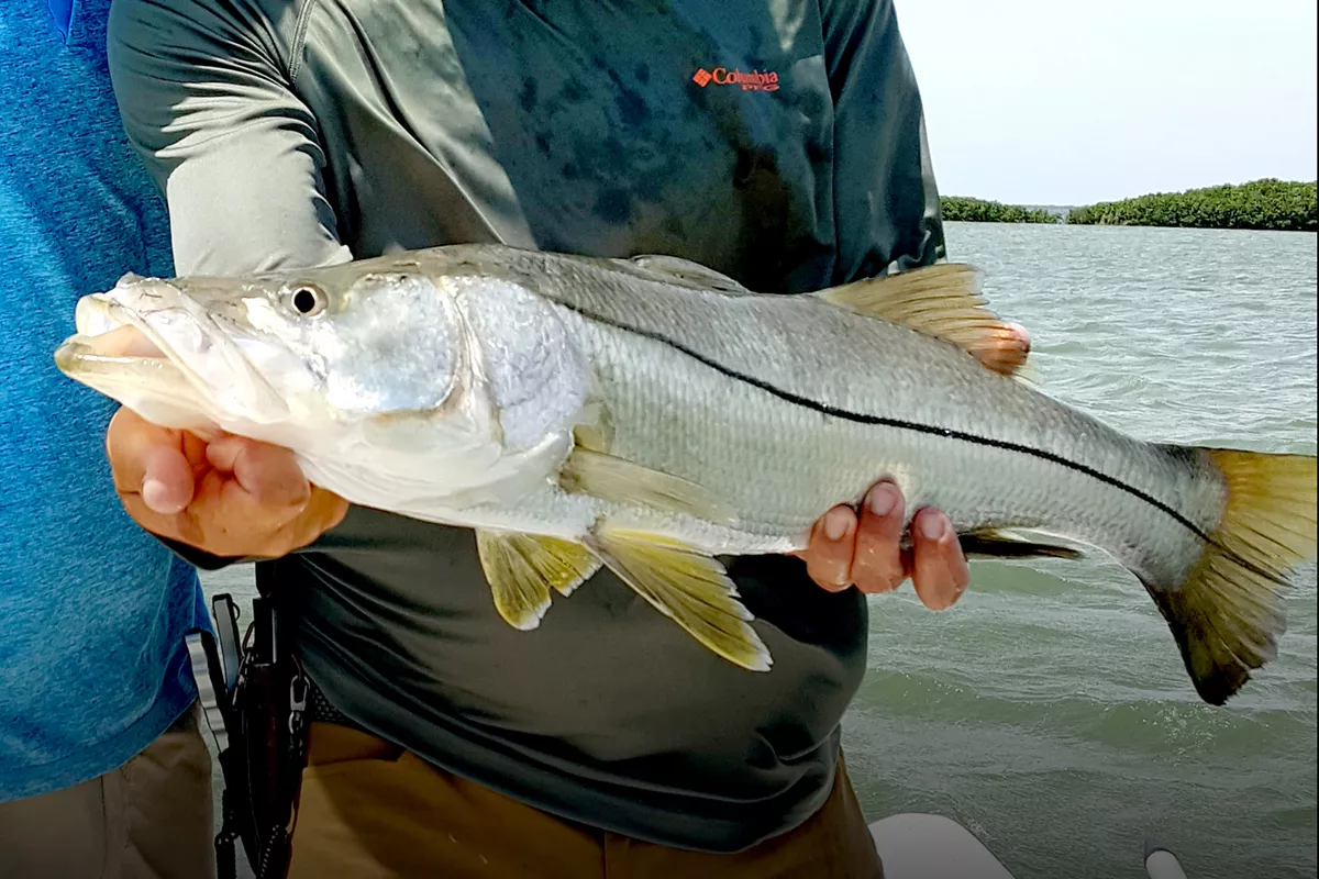 Snook Caught Fishing West Florida Coastal Flats