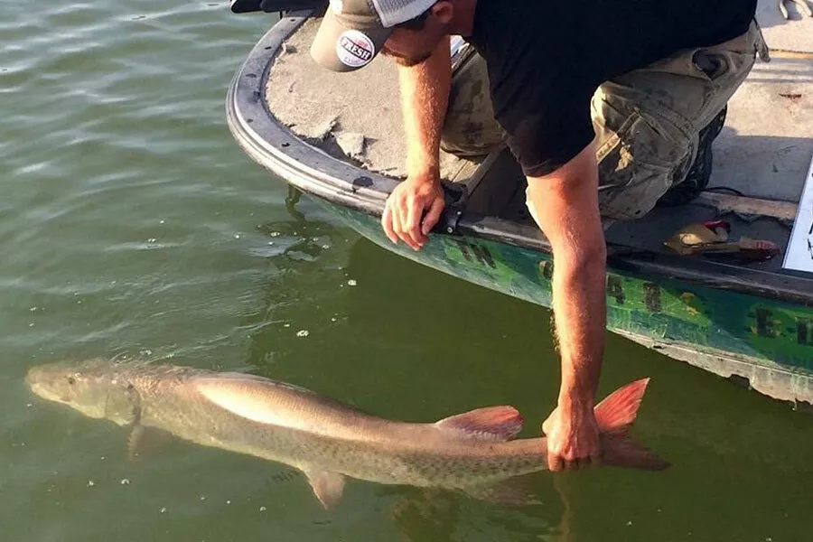 Cory Allen releasing a chunky muskie