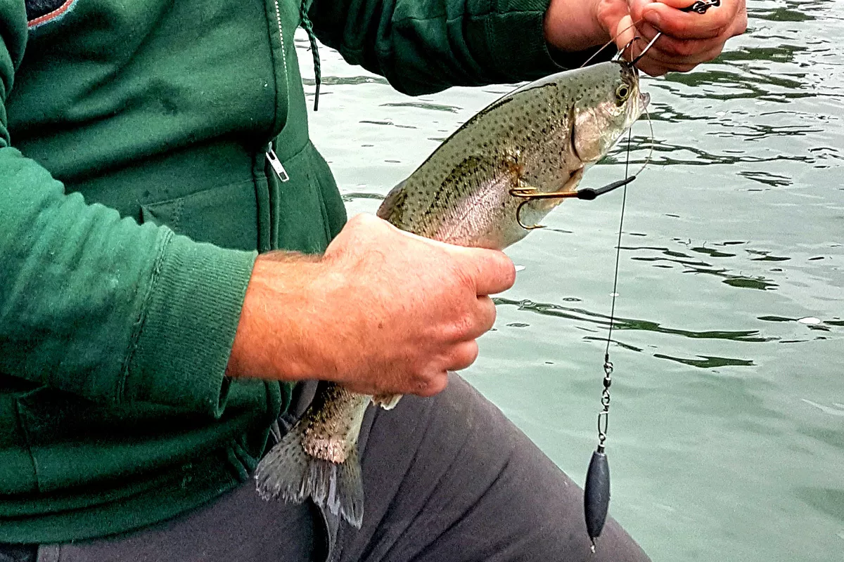 Catching Muskie with Live Bait