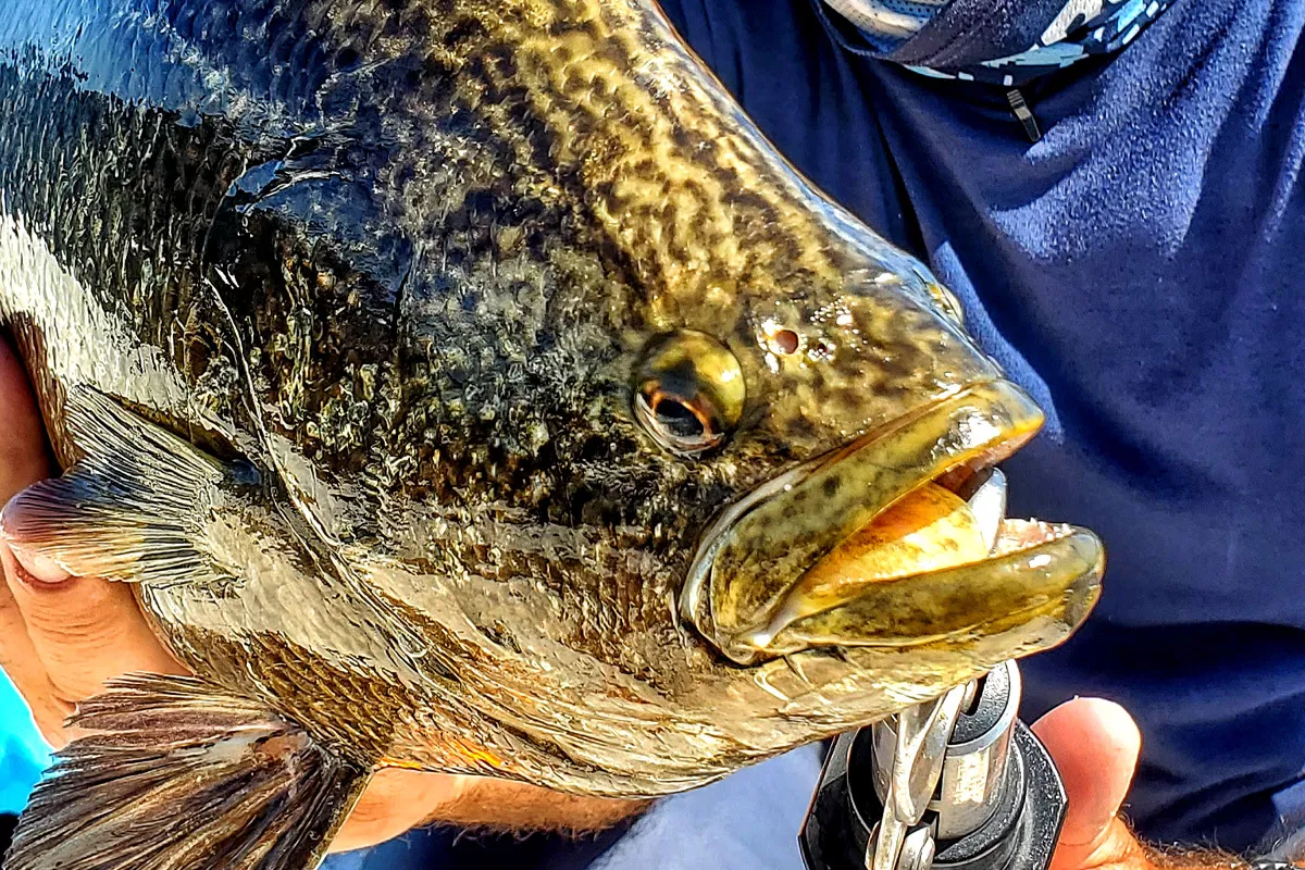 Triple Tail Fish caught off of inshore FAD