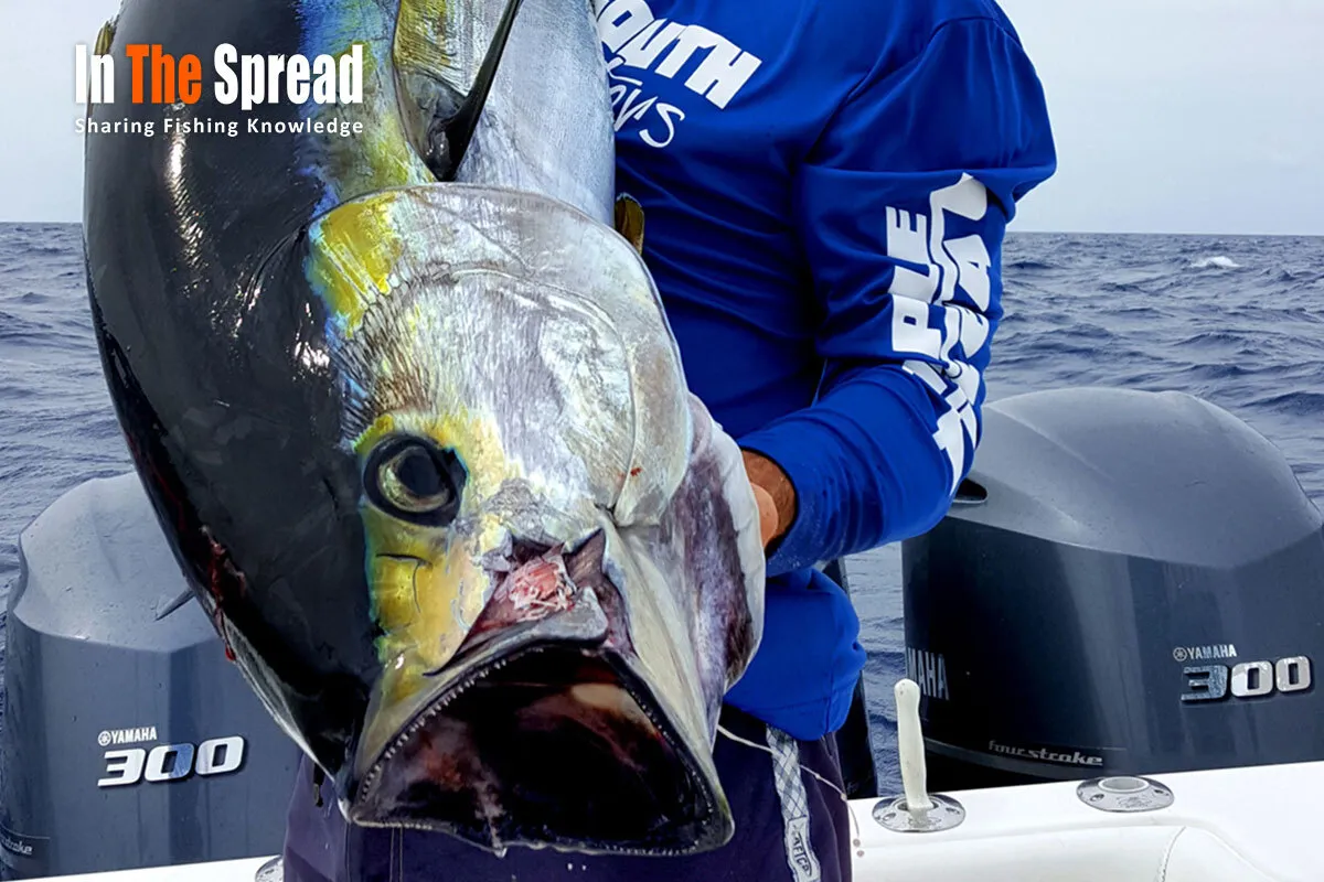 Yellowfin Tuna caught Live Bait Chumming in Venice Louisiana