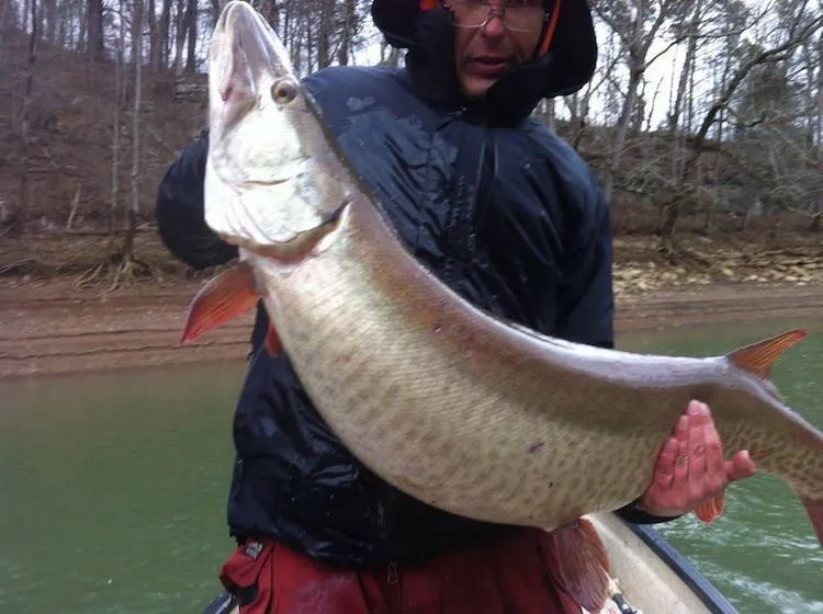 Big Fall Trophy Musky caught fishing in Tennessee with Dwayne Hickey