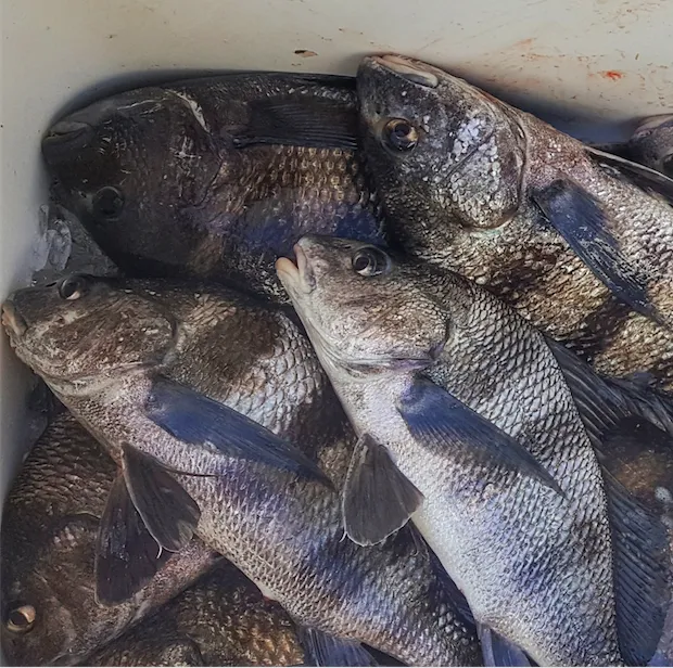 Winter Black Drum Fishing - Capt William Toney