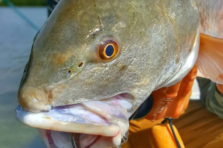 How to Catch Redfish - Captain William Toney