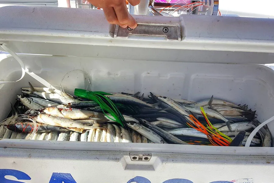 Ballyhoo Fish – Bait Rigging Insights