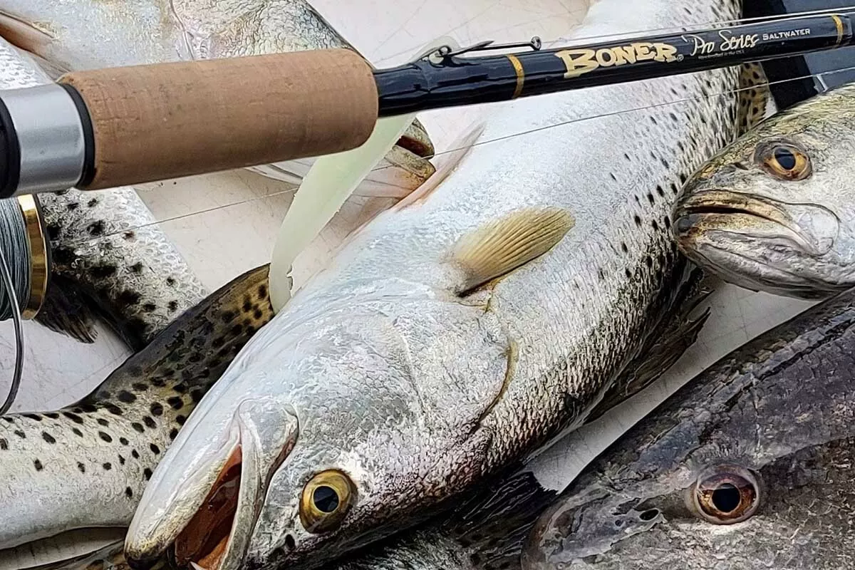 seatrout caught with a Boner Fishing rod by William Toney