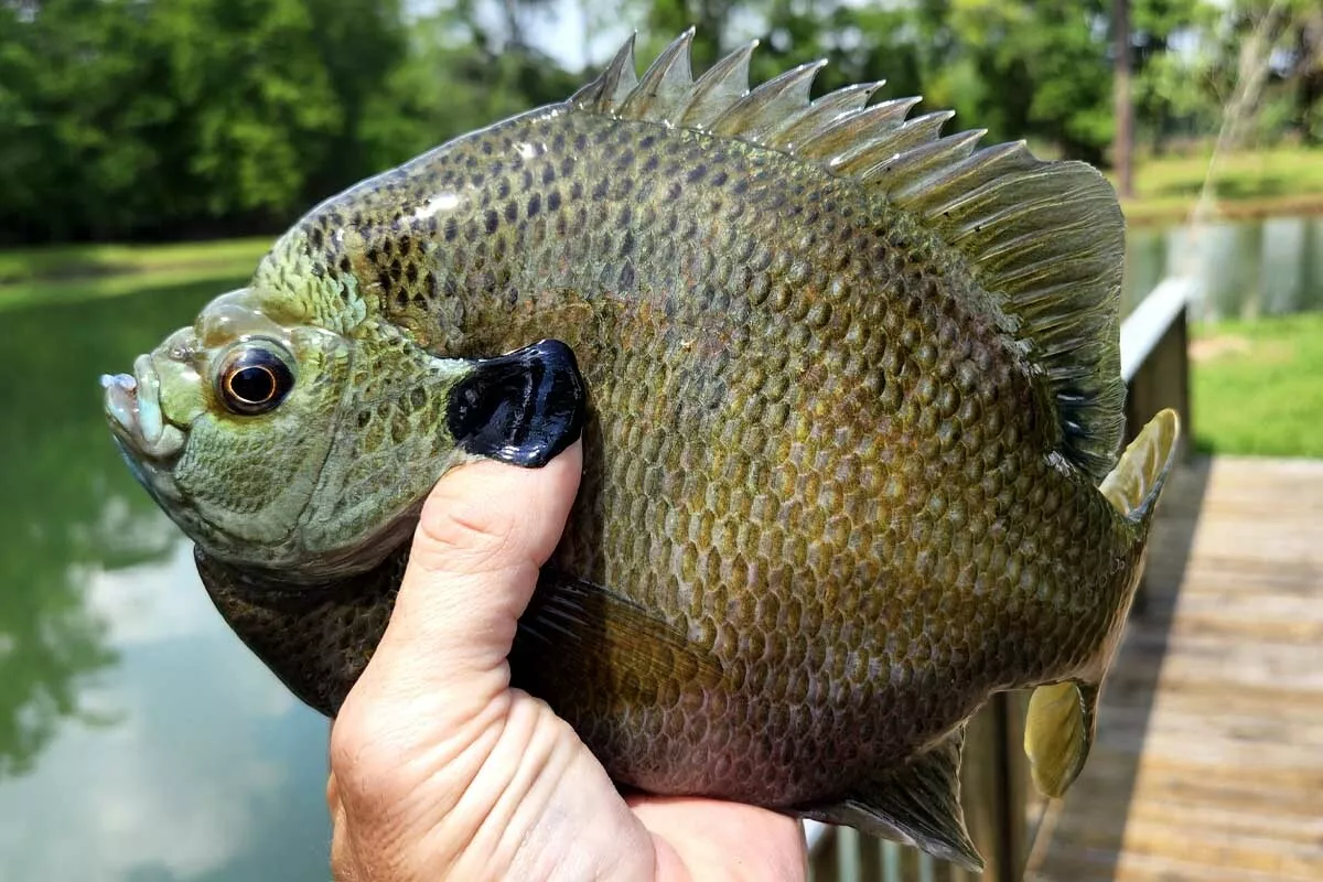 fat Florida bluegill caught in Tallahassee