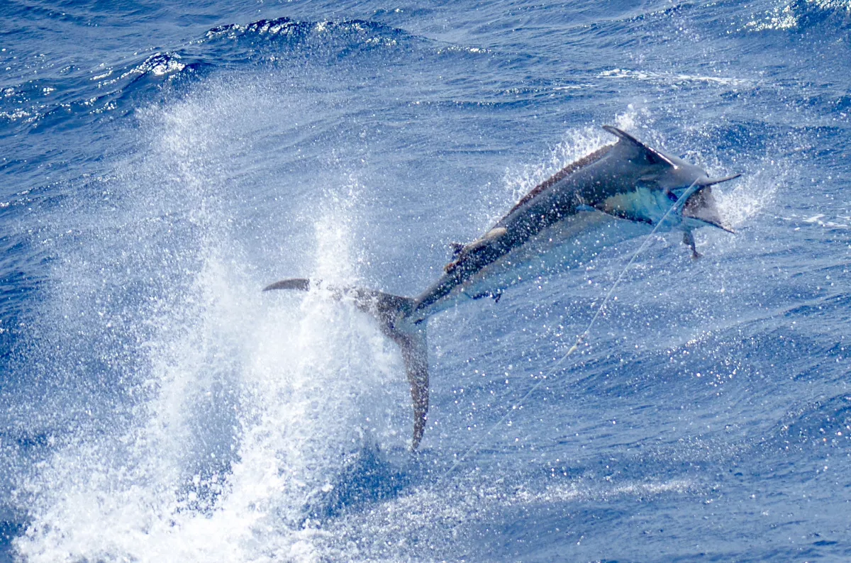 blue marlin jumping out of the water in Costa Rica