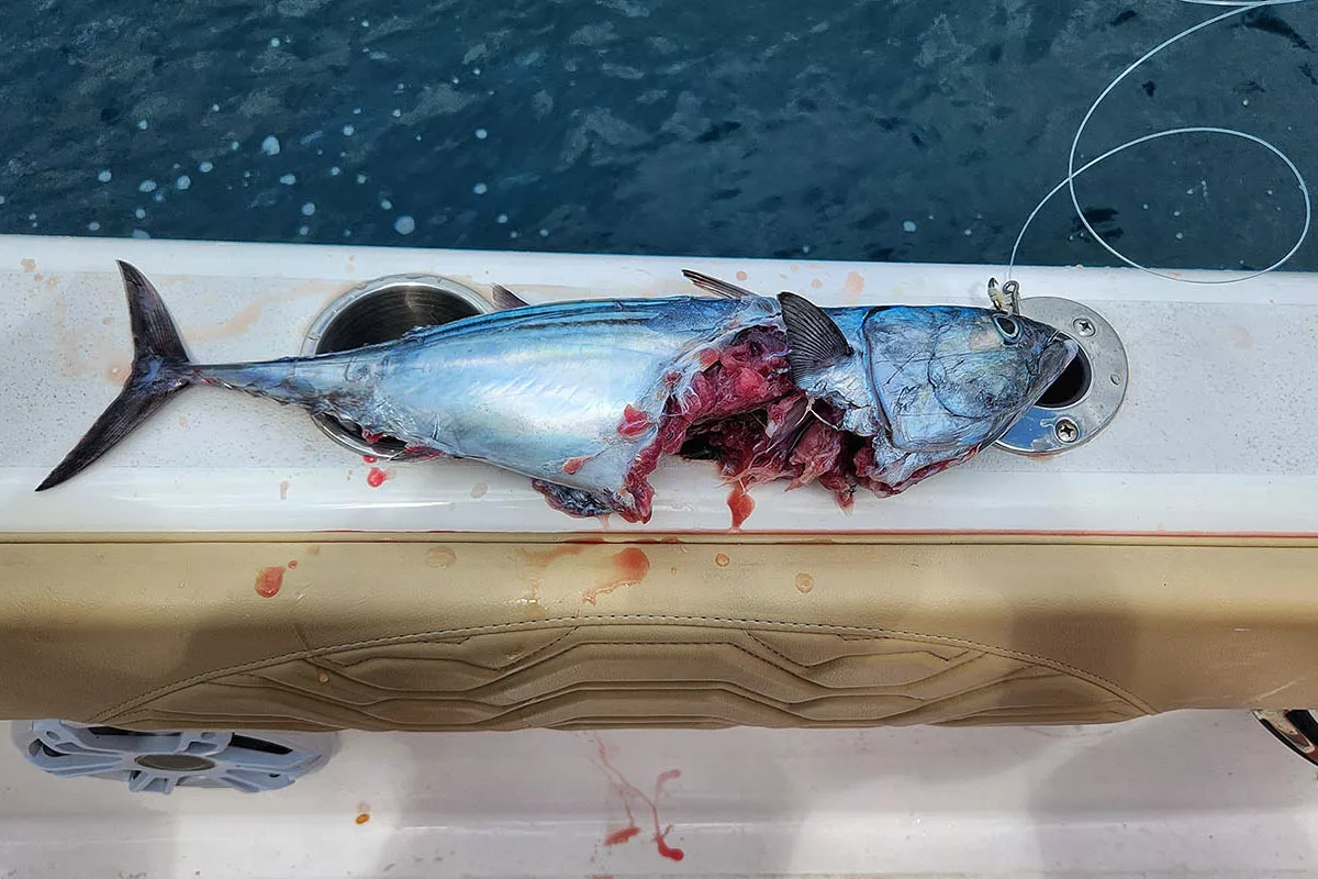 roosterfish bait attacked by a cuber snapper