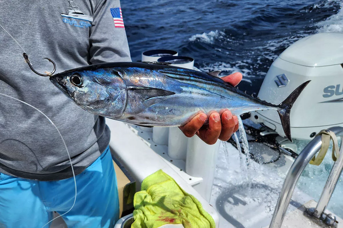 rigged bonito used for live bait in Costa Rica