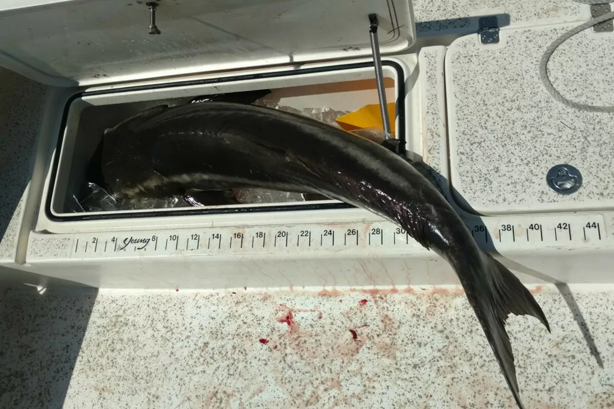 71 lb cobia that is too big for boat ice box