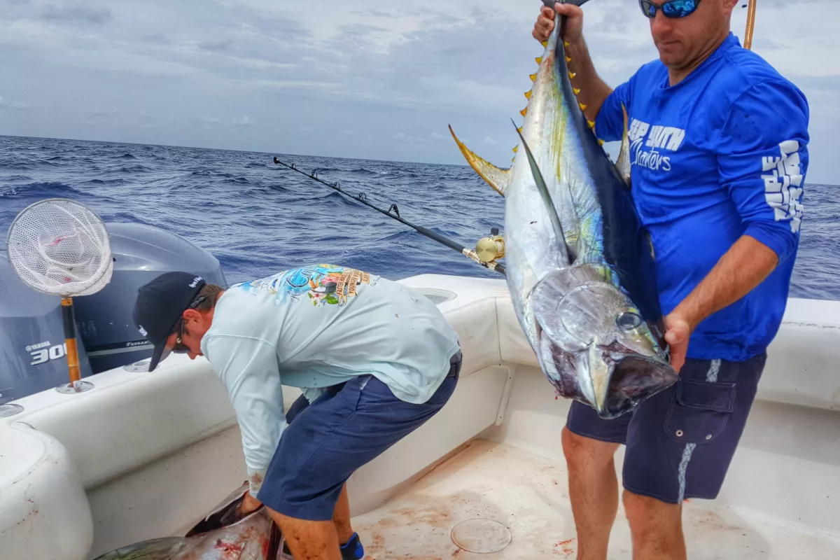 yellowfin tuna being caught in the gulf of mexico out of venice louisiana