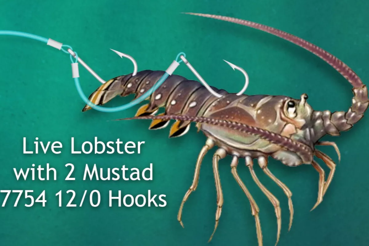 diagram of live lobster with 2 hooks for cubera snapper