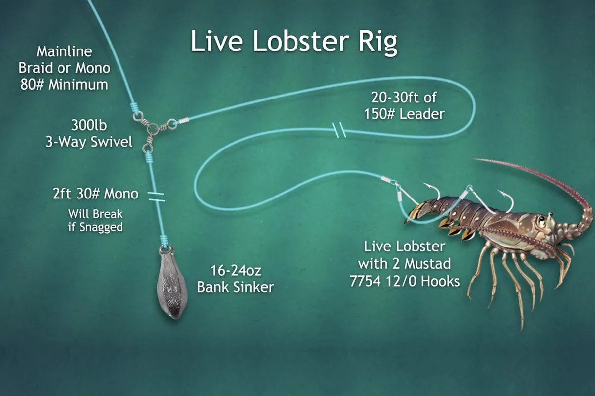 diagram of live lobster rig for cubera snapper