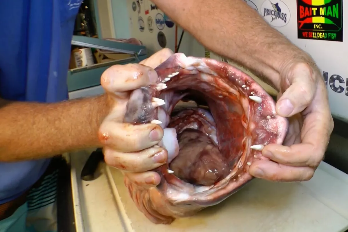 mouth of the cubera snapper