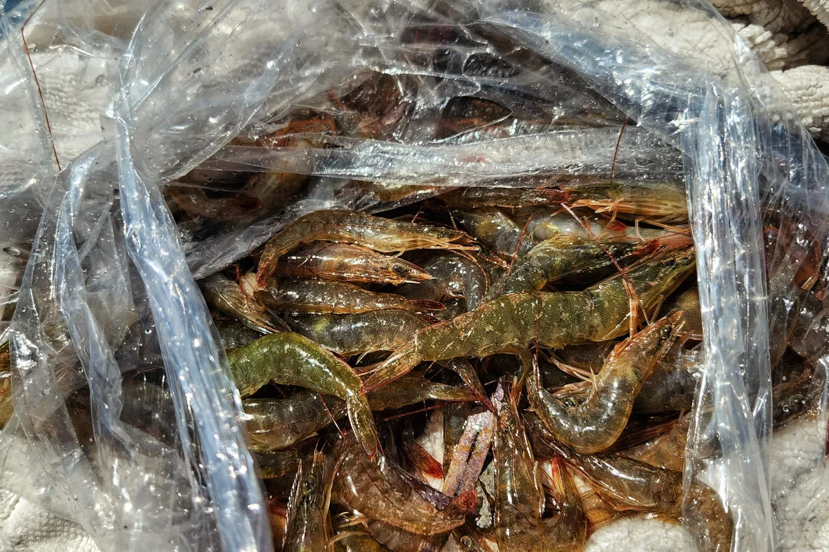 live shrimp used for mangrove snapper bait