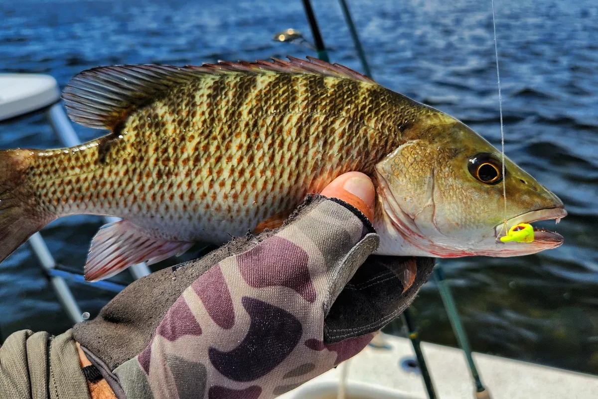 mangrove snapper caught inshore with a jighead and live shrimp