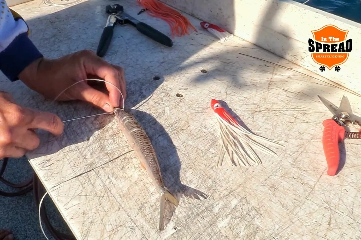 sewing a ballyhoo with floss for bait and switch fishing