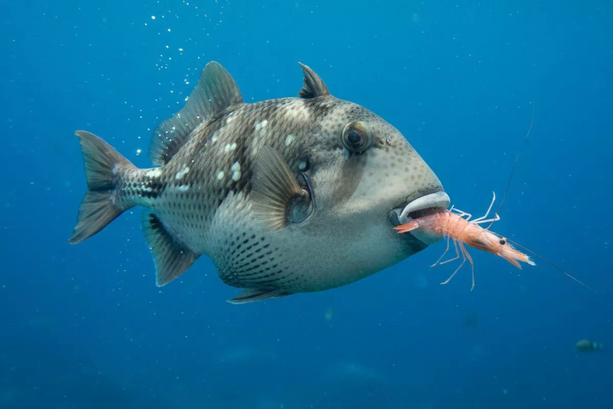 triggerfish eating a shrimp