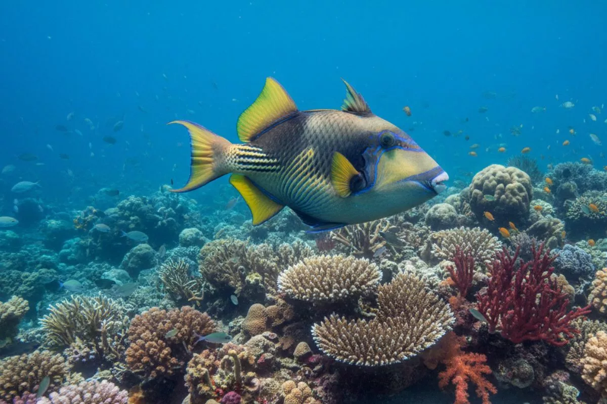 triggerfish patroling the reef for prey
