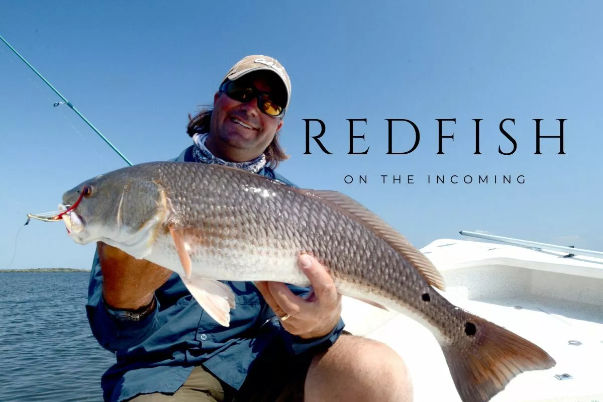 redfish caught on the incoming tide by william toney