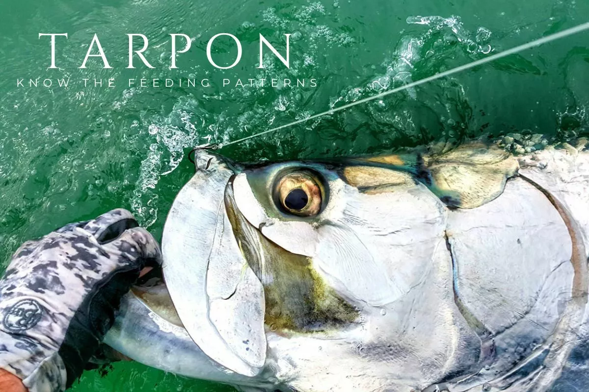 tarpon feed on the tide change