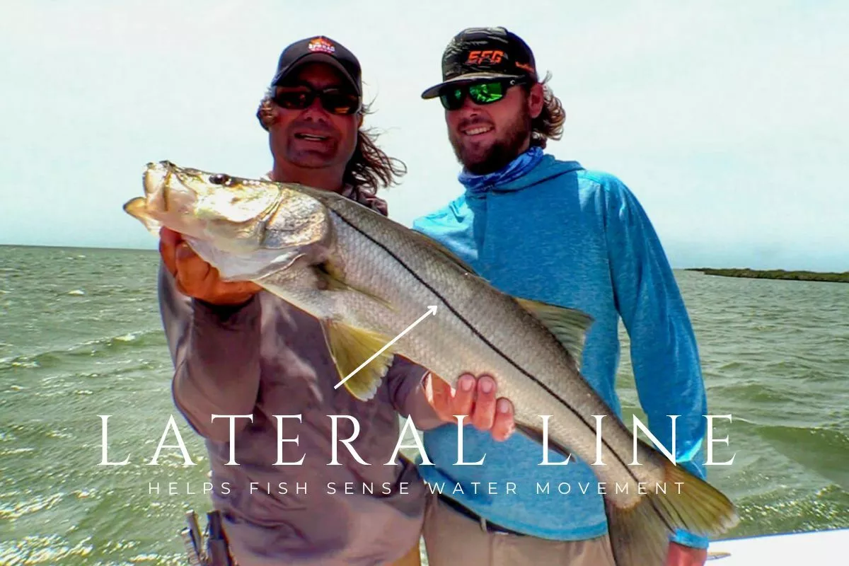 snook lateral line helps sense water or bait movement