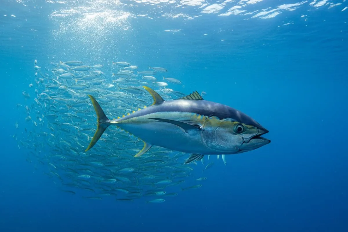 yellowfin tuna in clear blue water near bait school