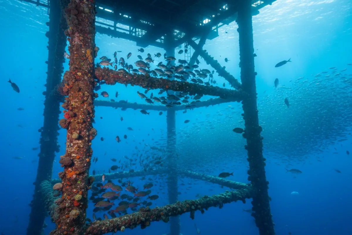 mangrove snapper schooling around offshore oil platform