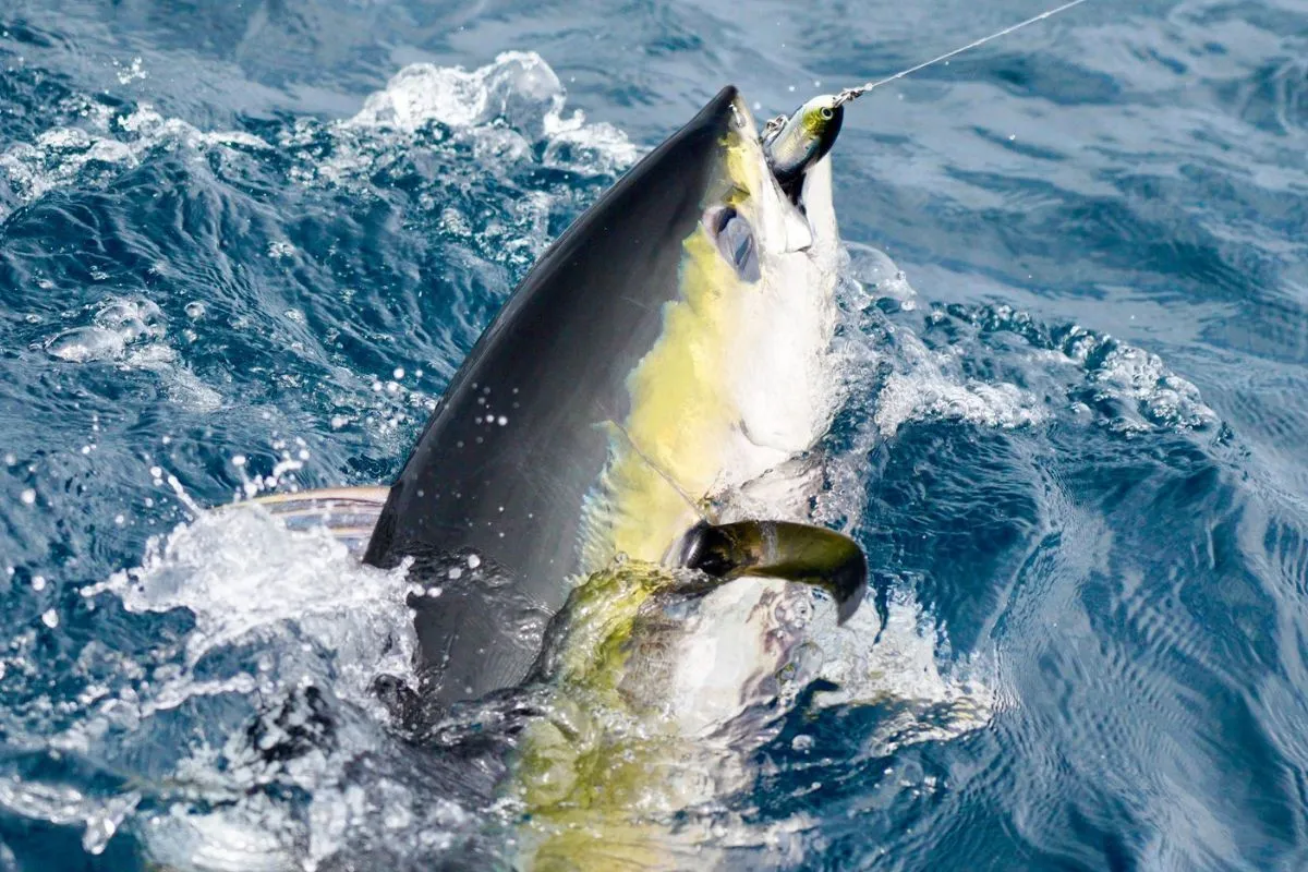 tuna with lure in its mouth