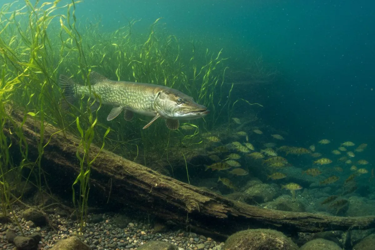 musky suspended motionless at the edge of a submerged weed bed