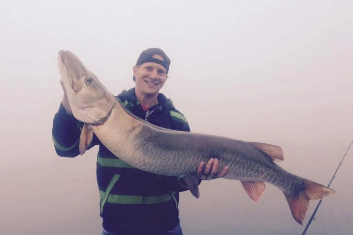 50 inch muskie caught with Cory Allen in Tennessee