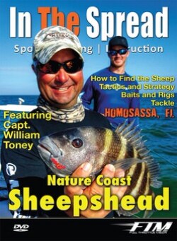 Sheepshead Fish caught on Florida's Nature Coast