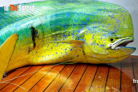 Dolphin caught Deep Sea Fishing with Seth Horne