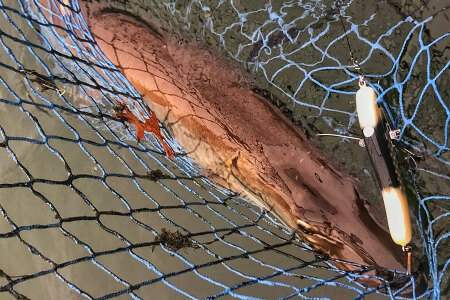 Musky Fishing &ndash; Don't Limit Your Scope