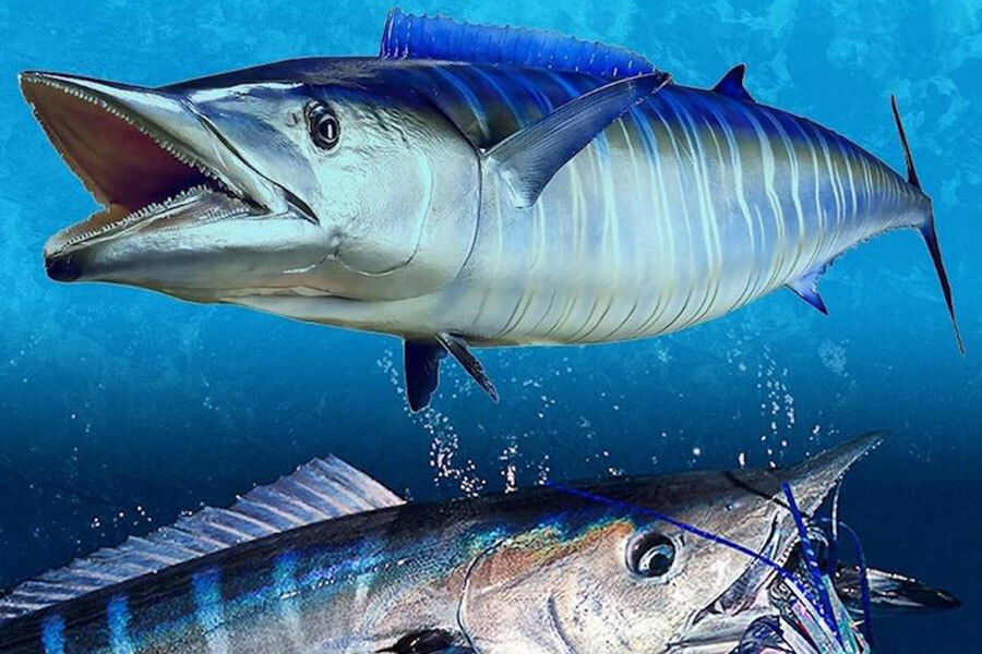Wahoo Fish - The valued Game Fish and Best sports Fish