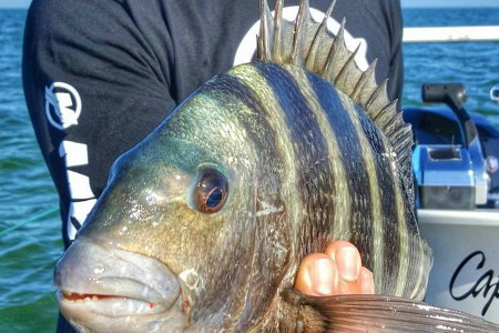 William Toney holding striped bandit while filming How to Catch Sheepshead Fishing Video