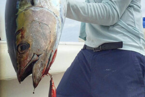Yellowfin Tuna with Surface popper hanging from mouth