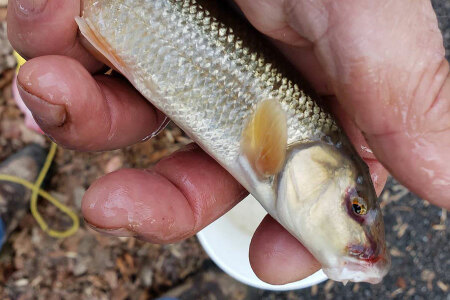 How to Catch Baits for Muskie Fishing